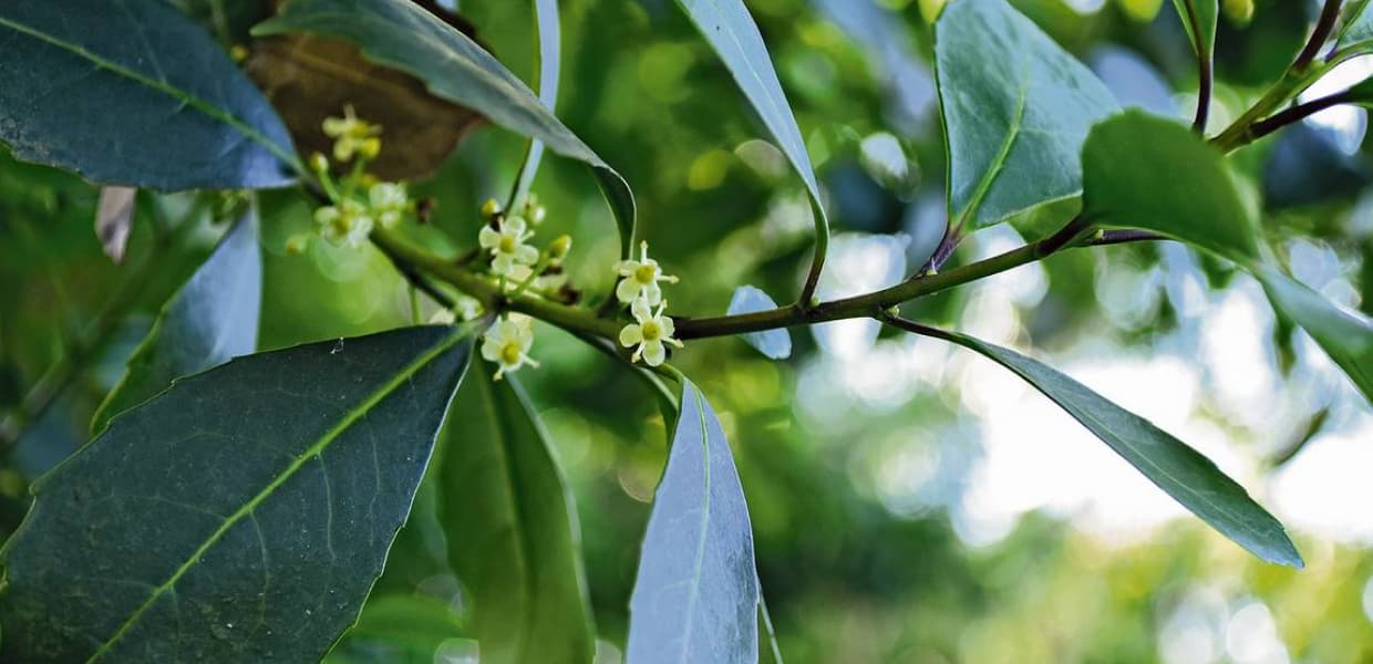 Imagen de portada para Desregulación de la yerba mate: el INYM elimina prohibiciones de cosecha y flexibiliza controles