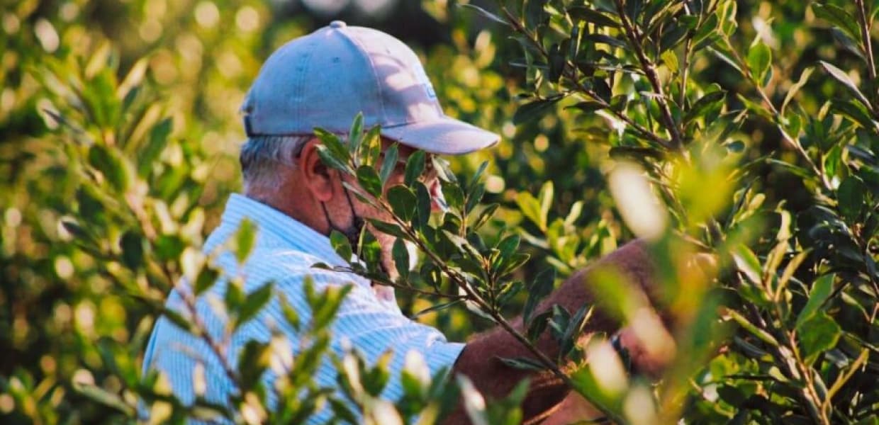 Imagen de portada para Restauración de agroecosistemas: Misiones impulsa la sustentabilidad en yerbales